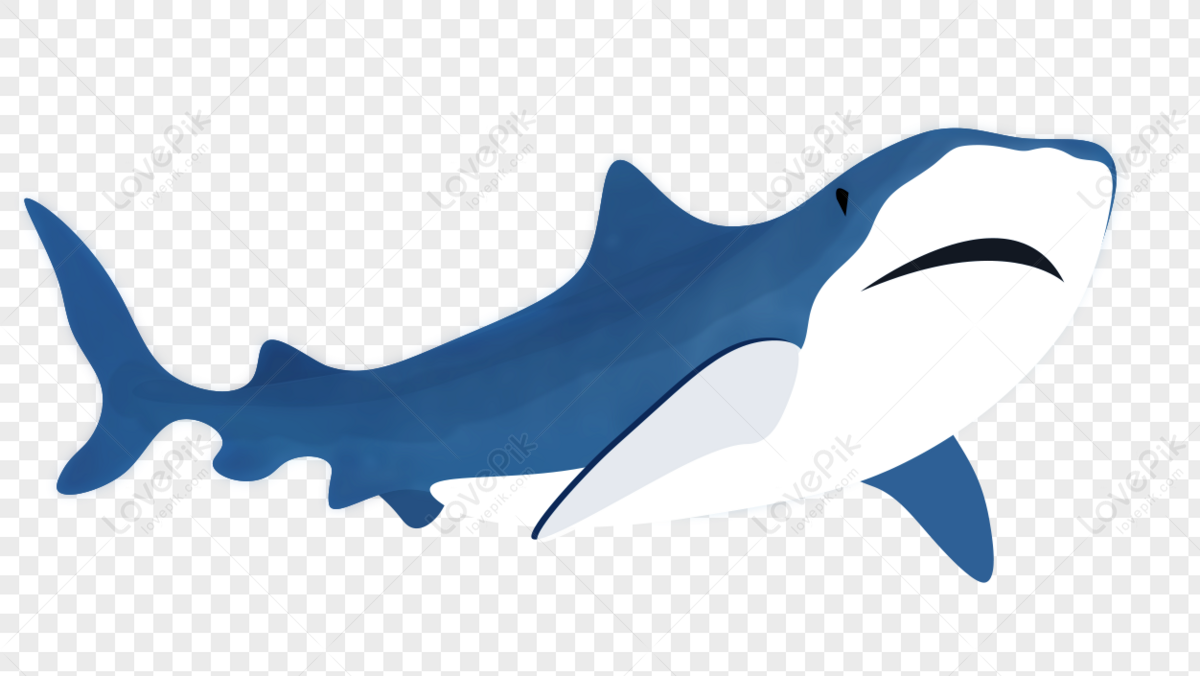 Hình ảnh Cá Mập Vẽ Tay Thế Giới Dưới Nước Yếu Tố Miễn Phí PNG Miễn ...