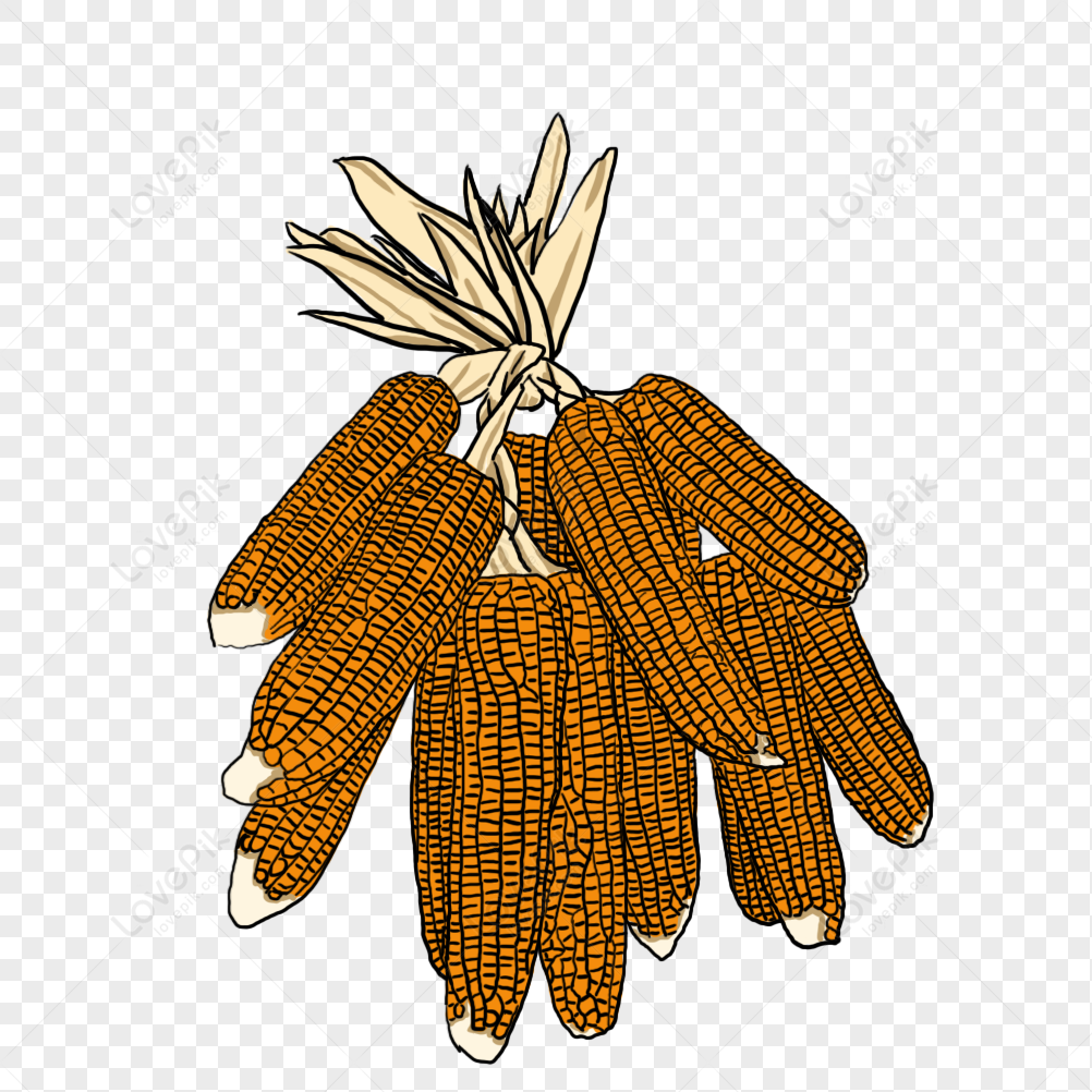indian corn clipart