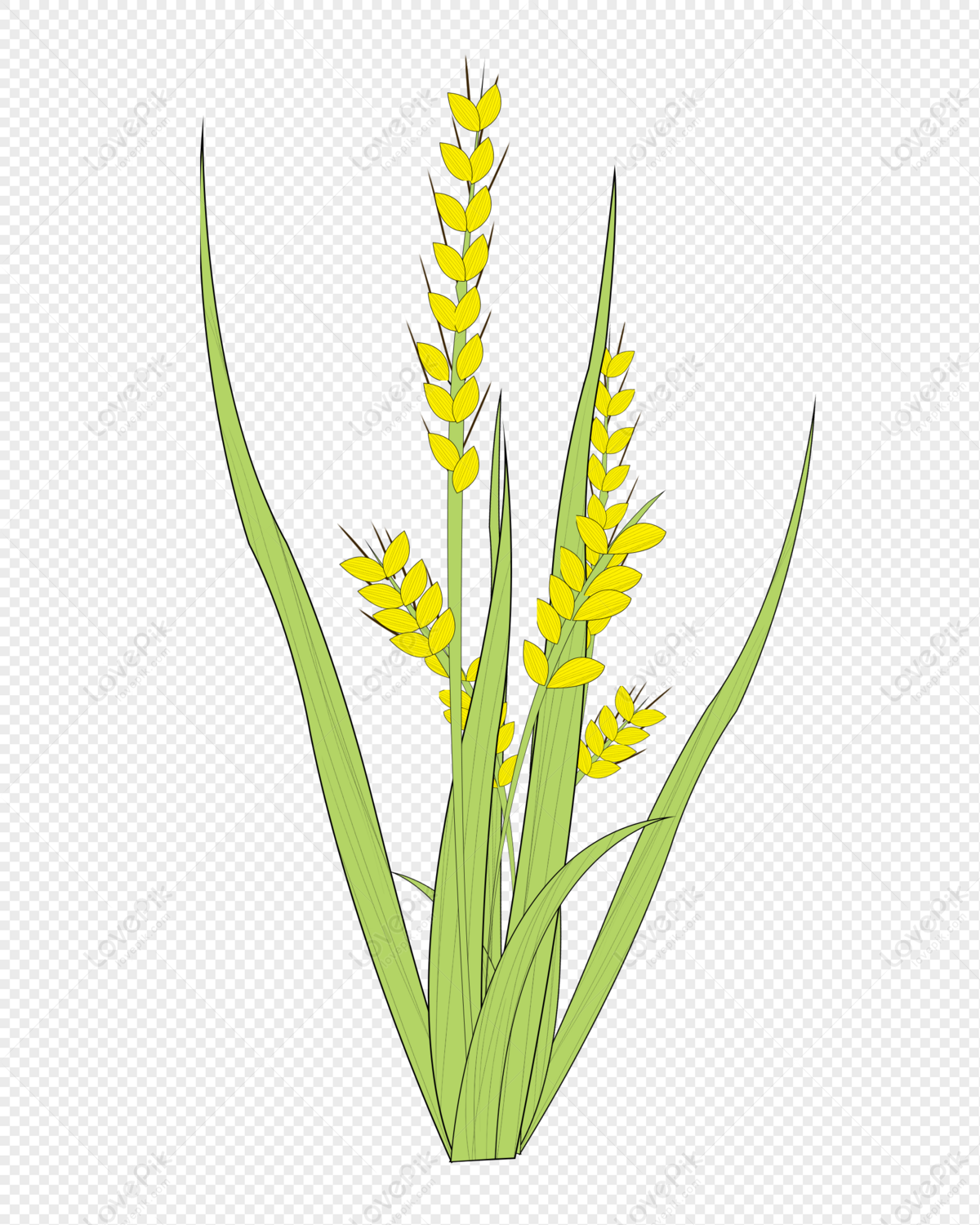Long Rice PNG Images With Transparent Background | Free Download On Lovepik