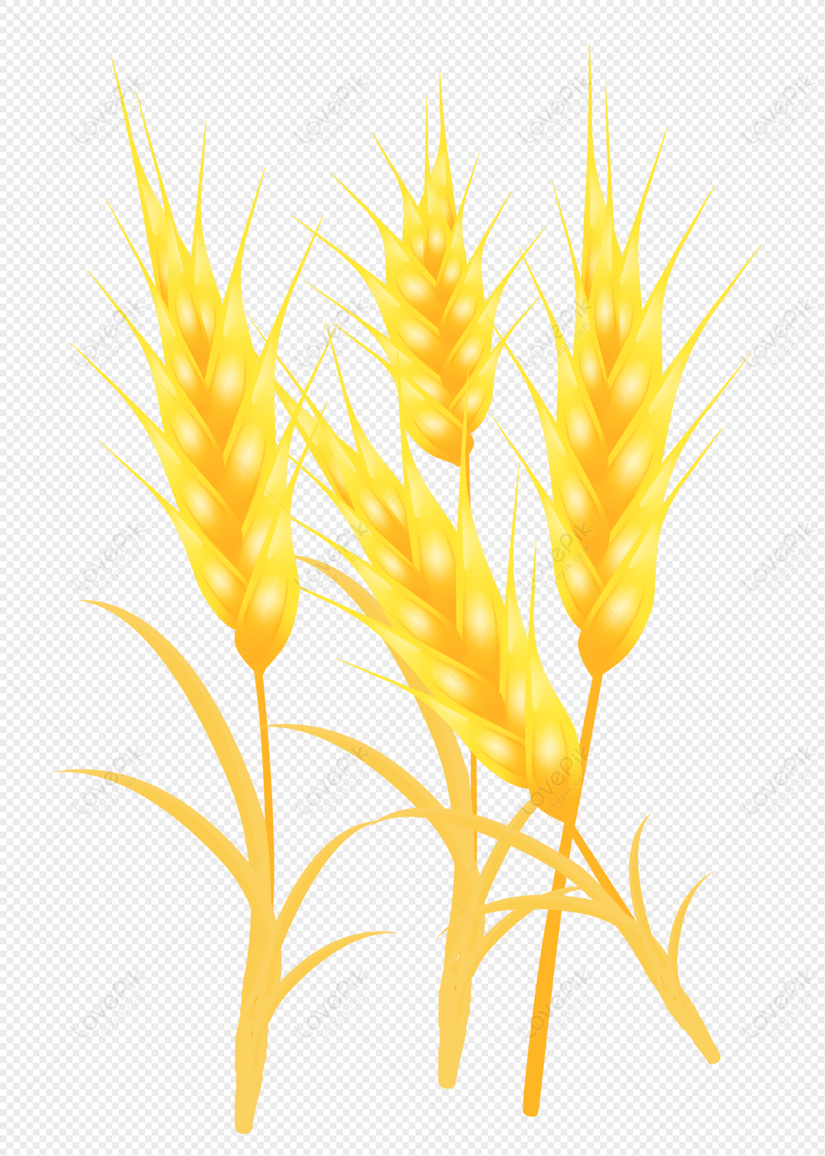 Several Golden Yellow Wheat PNG Transparent Background And Clipart Image  For Free Download - Lovepik | 401362960