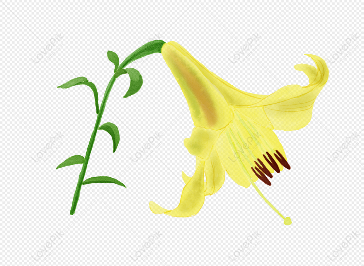 Flor De Lirio Amarillo PNG Imágenes Gratis - Lovepik