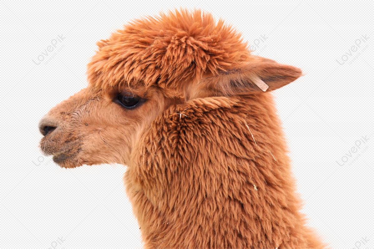 Alpaca, Isolated, Animal, Nature, Mammal - Lama Face, HD Png Download -  960x640(#888659) - PngFind