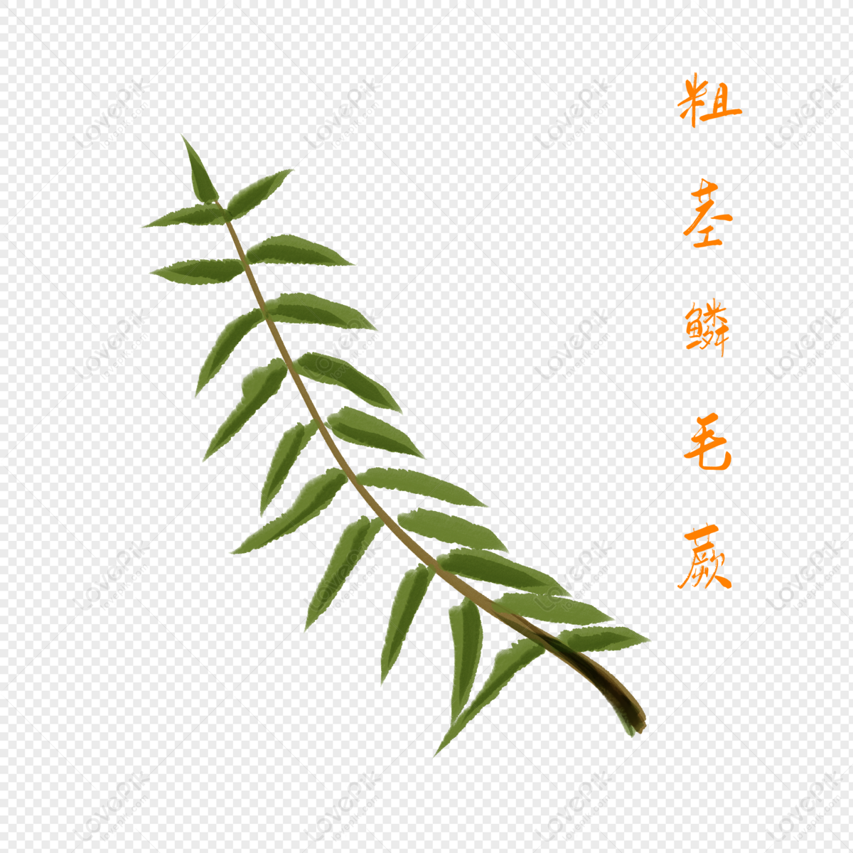 Grow Curry Leaves - Curry Leaf Tree / Happy Exotics