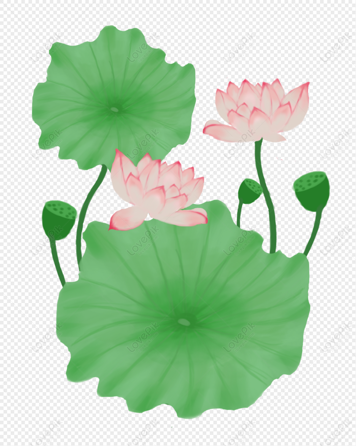 Lotus Materials Decoration Picture, Green Lotus, Flower Lotus, Lotus 