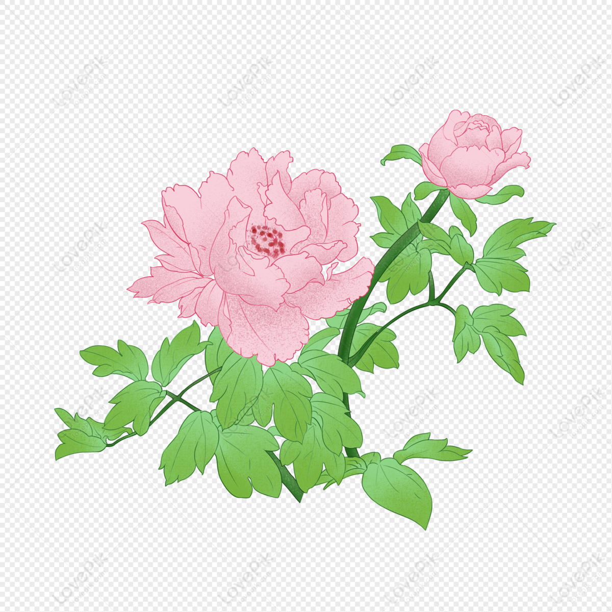 Peony PNG Transparent Background And Clipart Image For Free Download -  Lovepik | 401383630