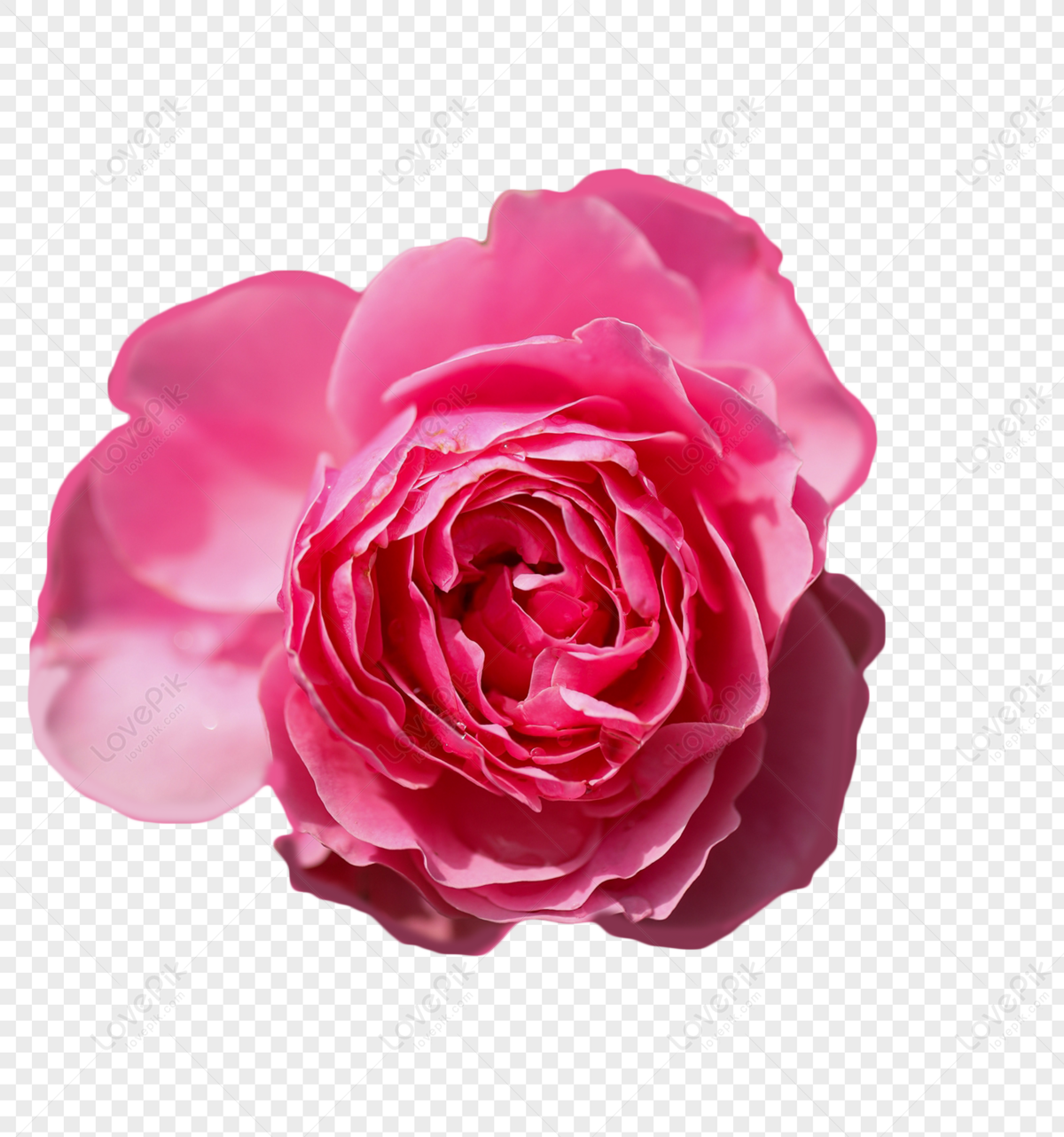 nền Hoa hồng, 160000+ một hình ảnh nền của Hoa hồng tải về miễn phí.