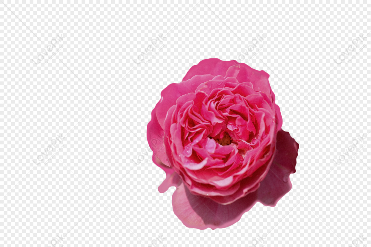 Rose flower transparent png free download