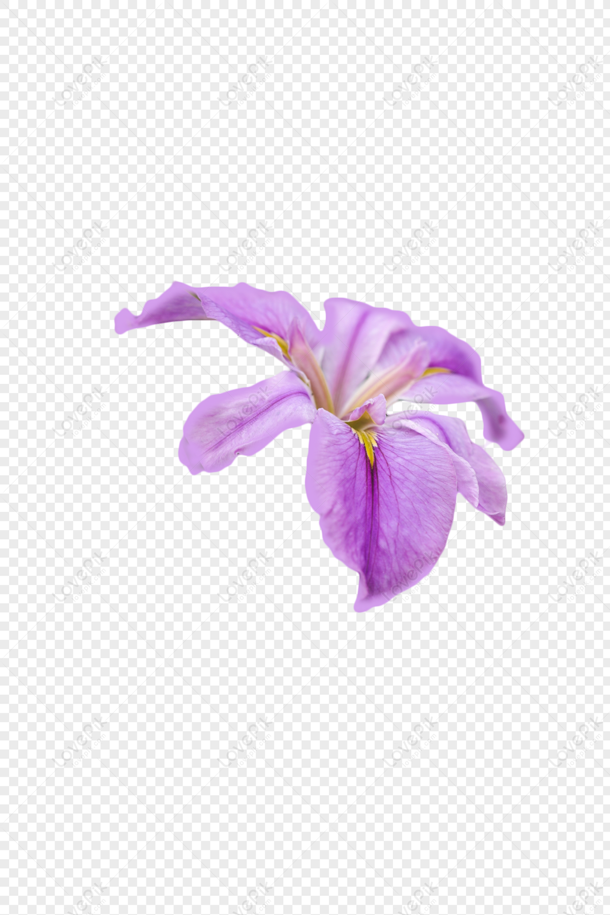 Flores Moradas PNG Imágenes Gratis - Lovepik