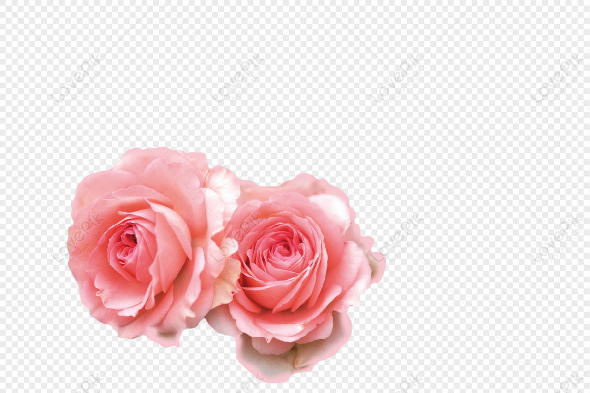 Flores Rosa PNG Imagens Gratuitas Para Download - Lovepik