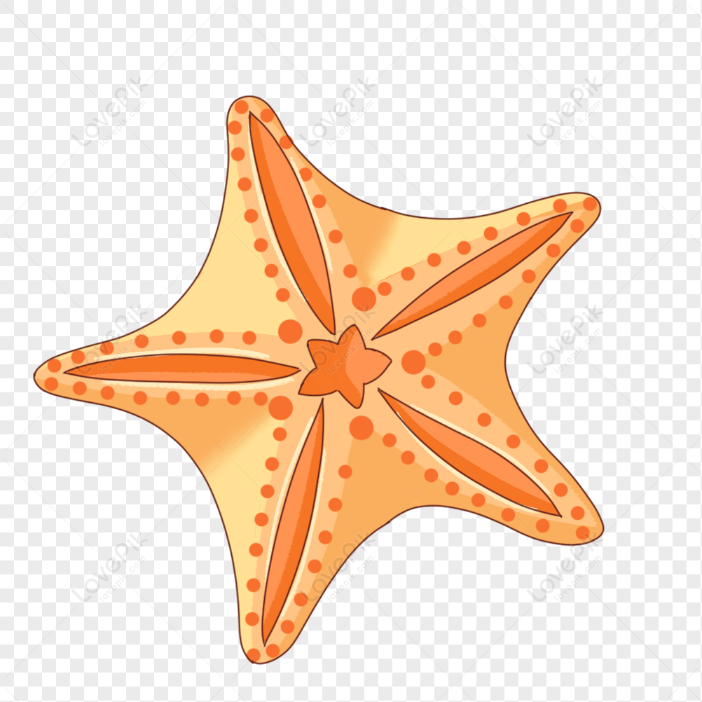 Starfish PNG Hd Transparent Image And Clipart Image For Free Download -  Lovepik | 401392854