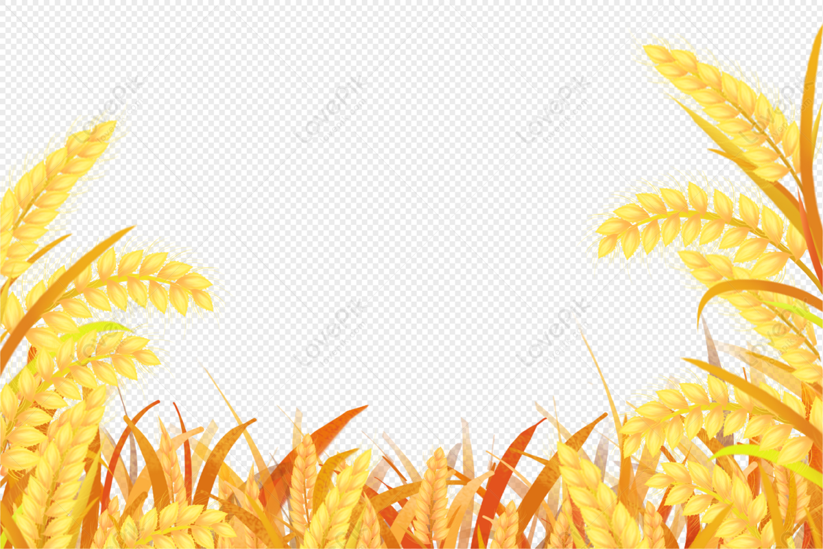 Wheat Field, Wheat Yellow, Gold Red, Leaf Wheat PNG Transparent ...