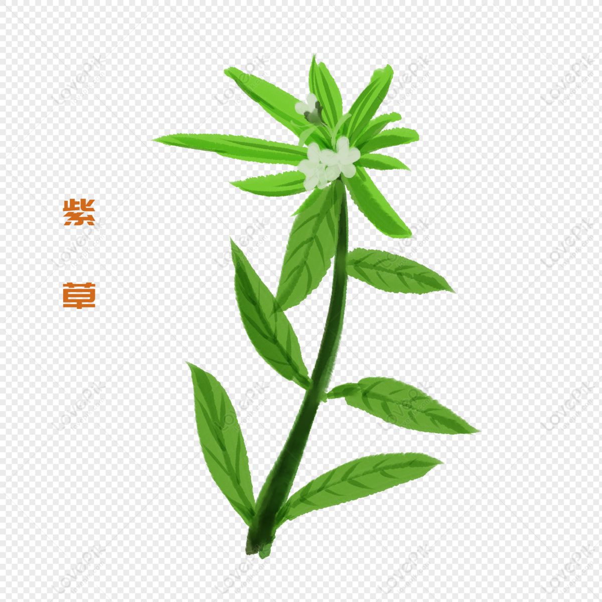 Cartoon Herbal Comfrey Illustration PNG Transparent Background And Clipart  Image For Free Download - Lovepik | 401400940