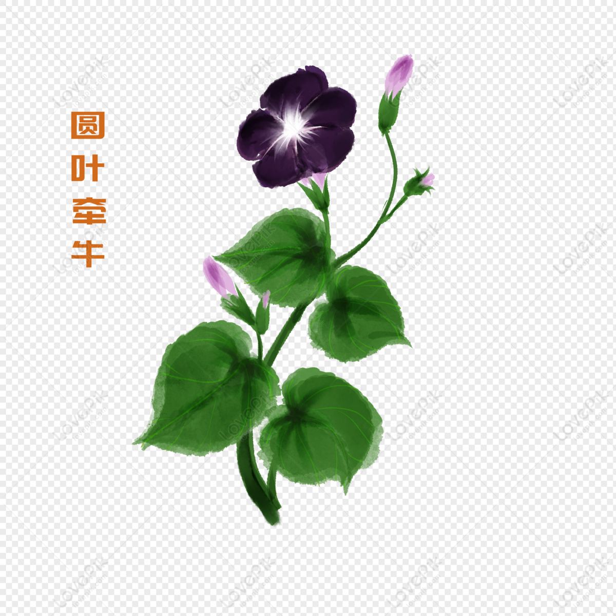 cartoon-plant-round-leaf-morning-glory-illustration-png-image-and