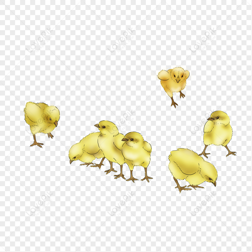 Chick, Chicken, Little Chick, Easter Chick PNG Transparent Background ...