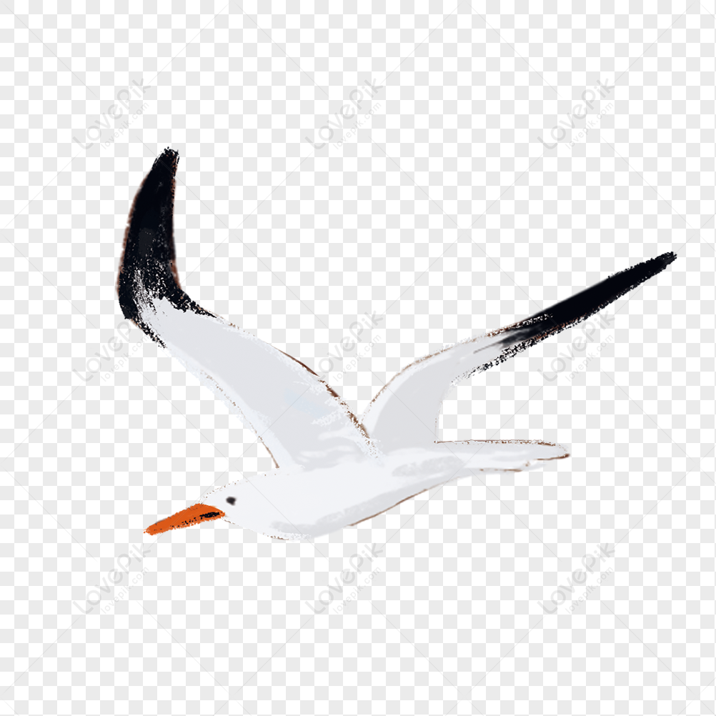 Flying Seagull Png