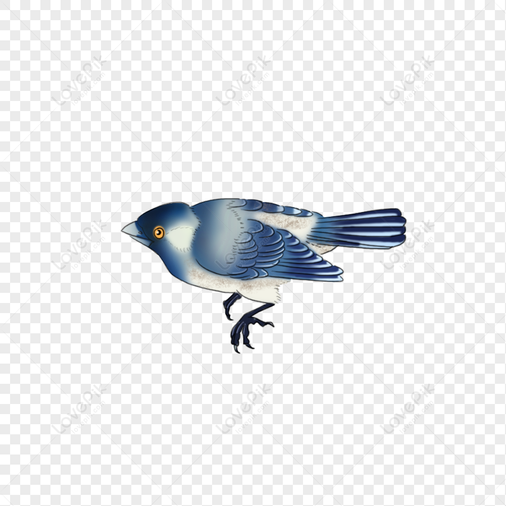 Blue Jays Birds PNG, Vector, PSD, and Clipart With Transparent Background  for Free Download