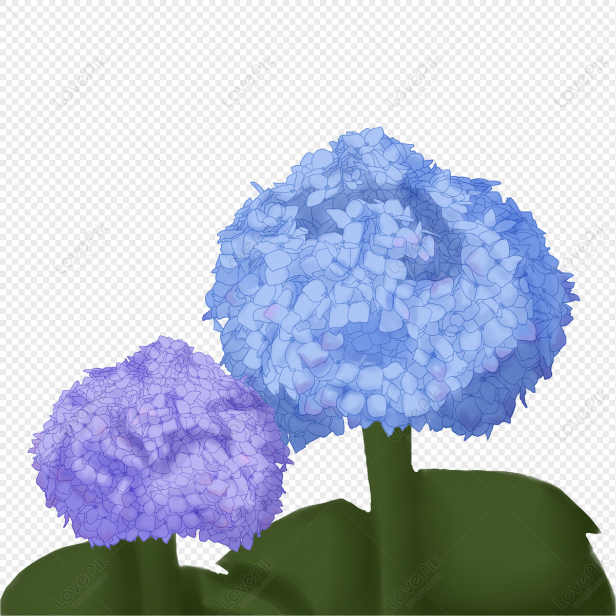 Hortensia PNG Imágenes Gratis - Lovepik