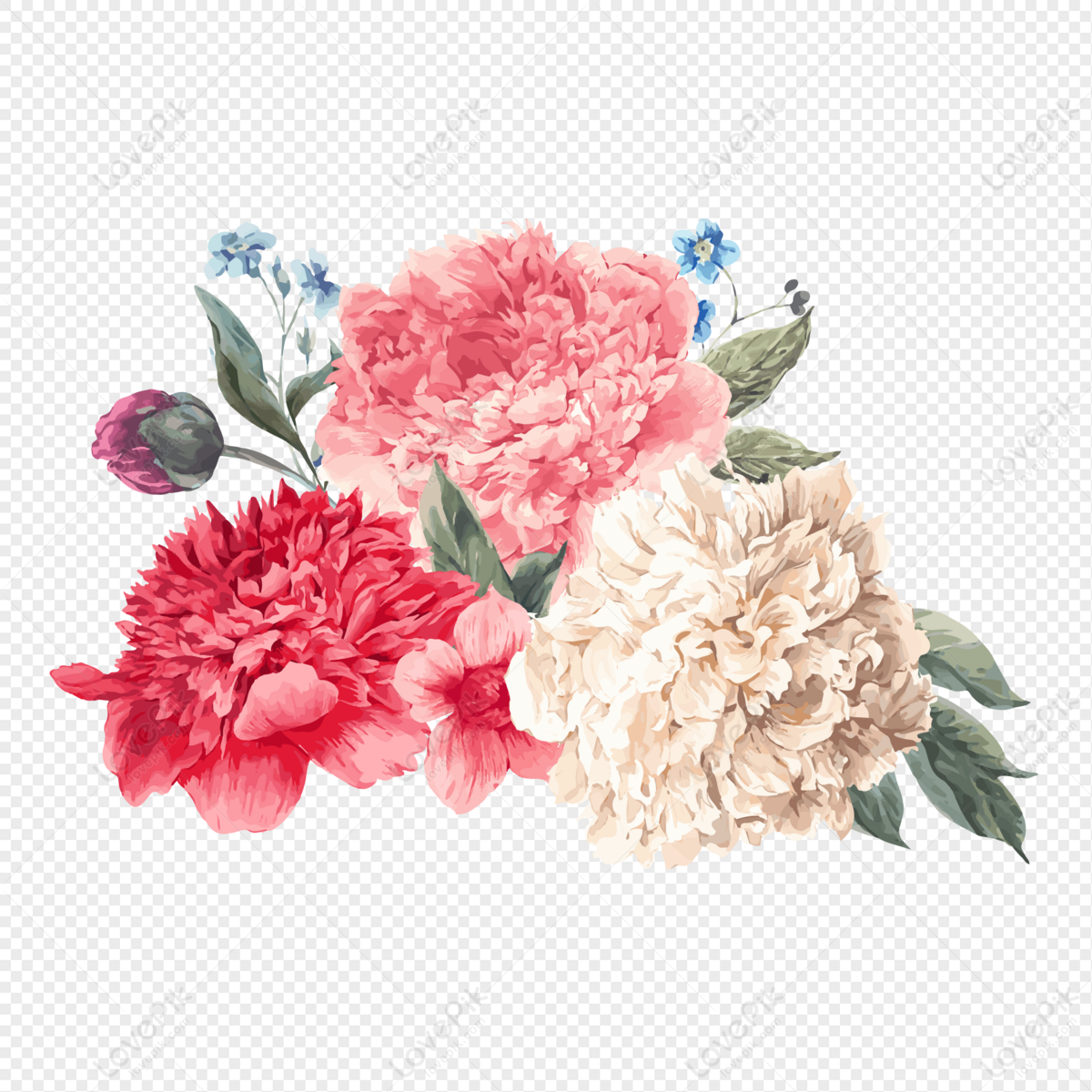 Peony Flower PNG Images With Transparent Background | Free Download On  Lovepik