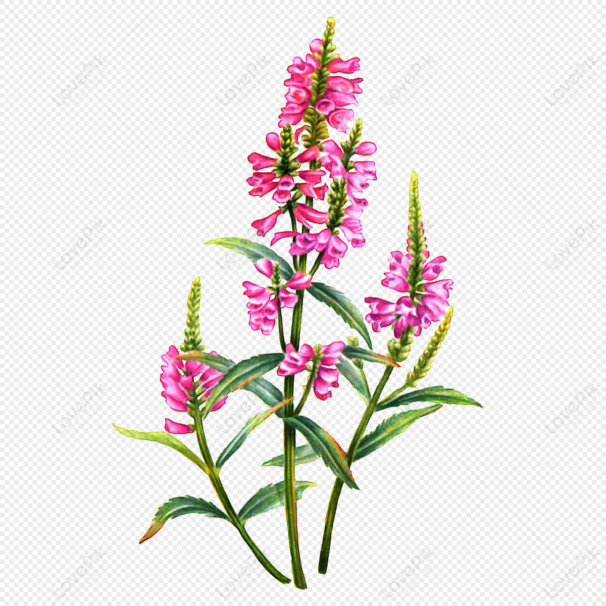 Pink Wildflowers PNG White Transparent And Clipart Image For Free Download  - Lovepik | 401444192