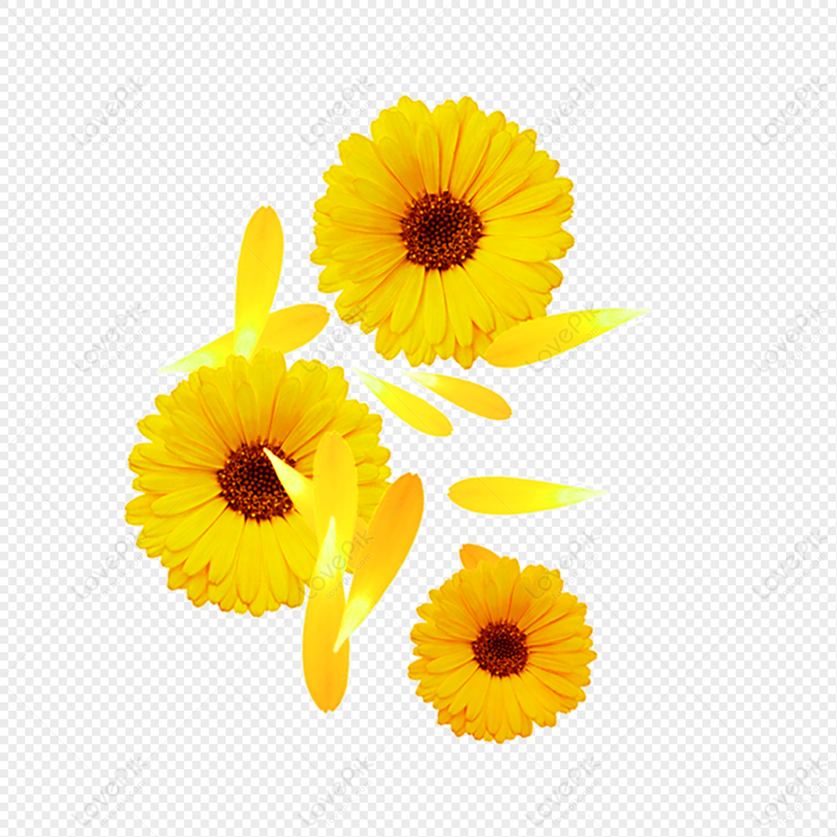 Hoa cúc mặt trời tượng trưng cho sự kiên định, sự lạc quan và hy vọng trong cuộc sống. Khám phá hình ảnh về loài hoa này để cảm nhận động lực và niềm tin để vượt qua mọi thử thách.
