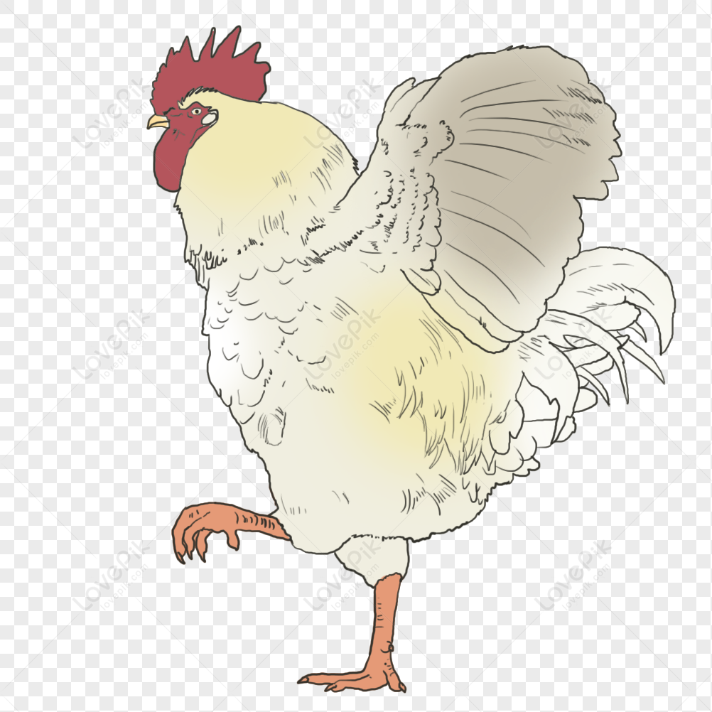 Galo dos desenhos animados, galinha, desenho animado, galo png