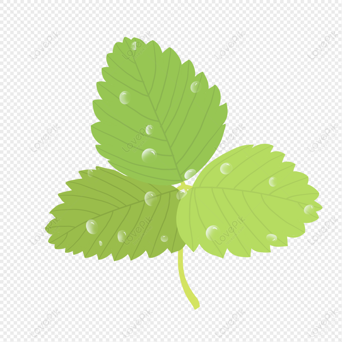 Green Leaf With Water Drops, Drop, Water Leaves, Material PNG Transparent  Background And Clipart Image For Free Download - Lovepik