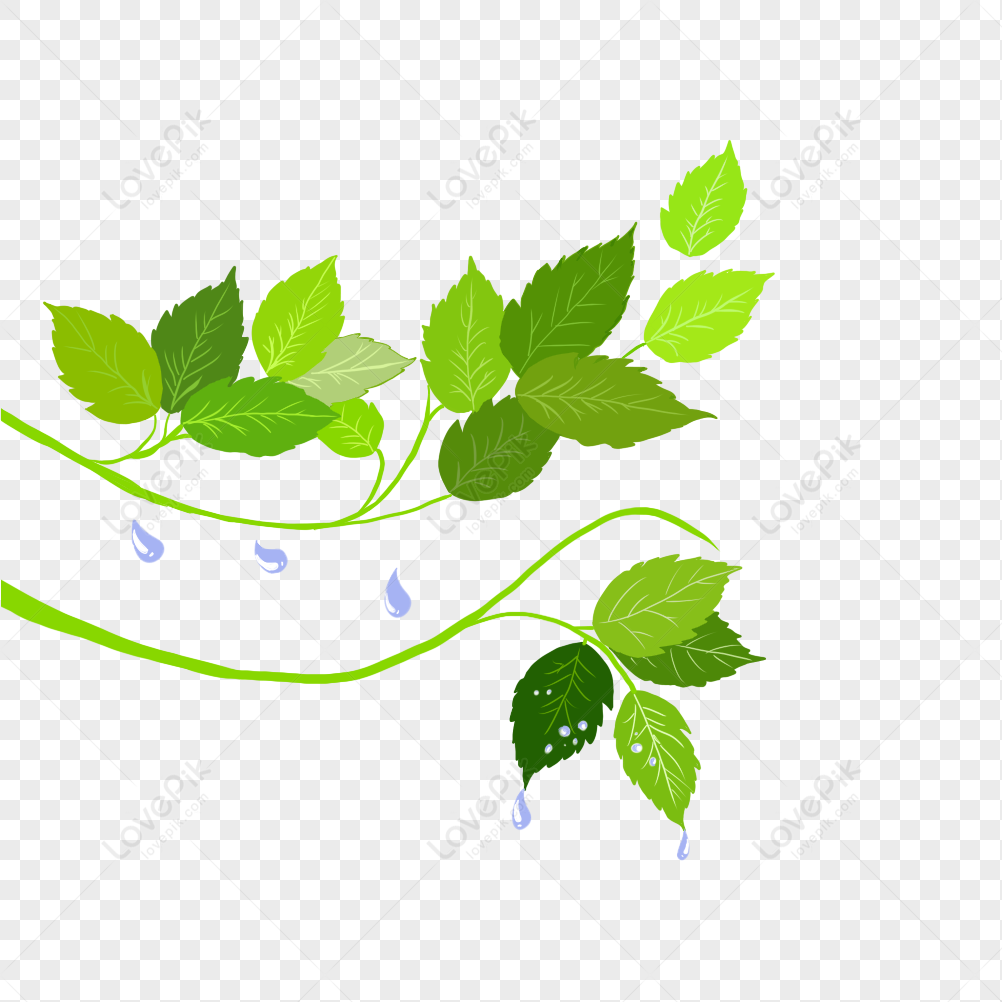 Green Leaf With Water Drops, Drop, Water Leaves, Material PNG Transparent  Background And Clipart Image For Free Download - Lovepik