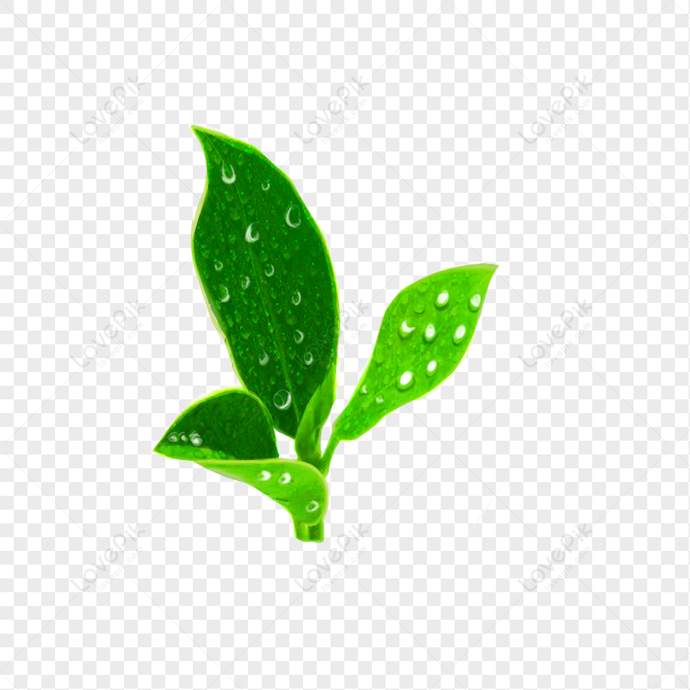 Green Leaf With Water Drops, Drop, Water Leaves, Material PNG Transparent  Background And Clipart Image For Free Download - Lovepik