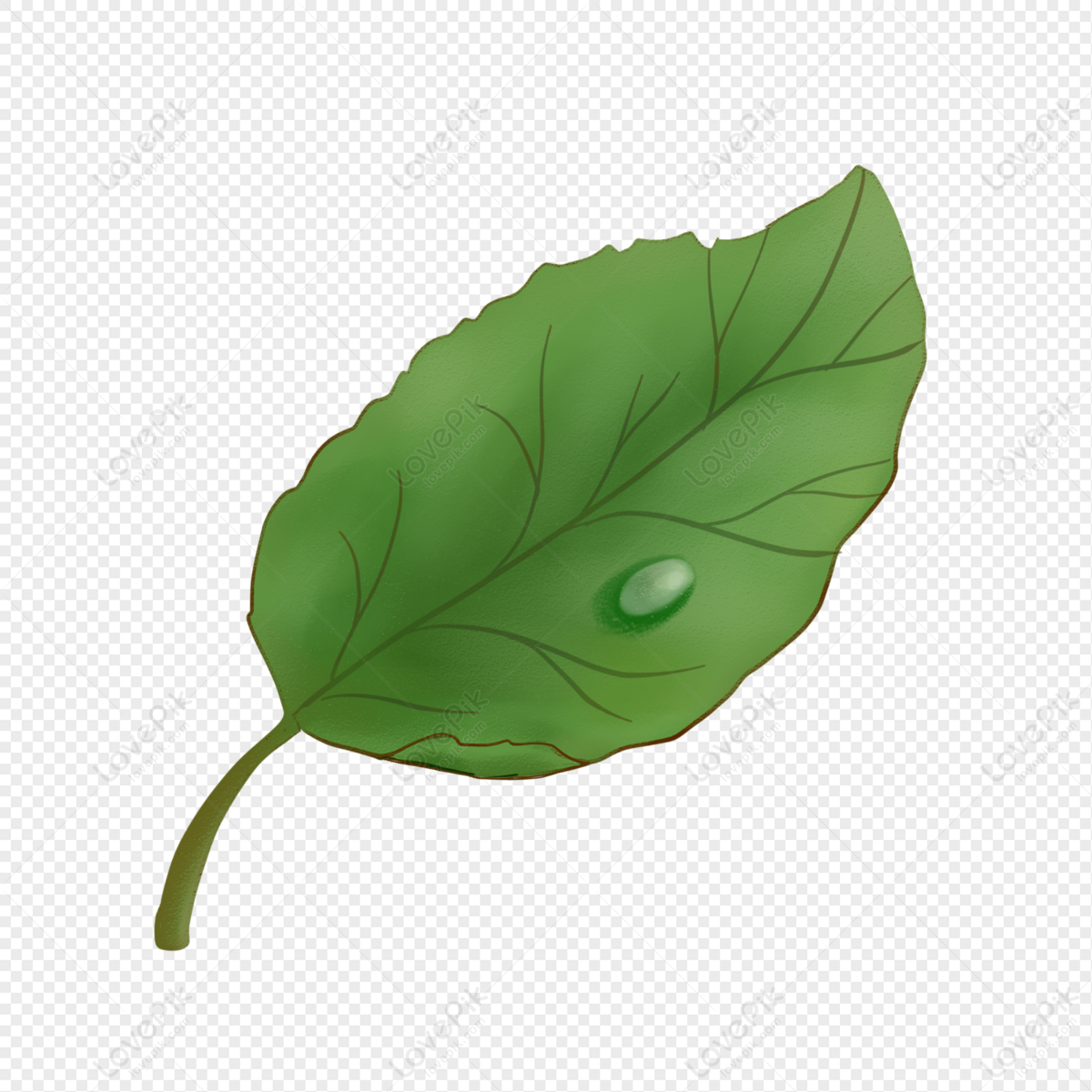 Green Leaf With Water Drops, Drop, Water Leaves, Material PNG Transparent  Background And Clipart Image For Free Download - Lovepik