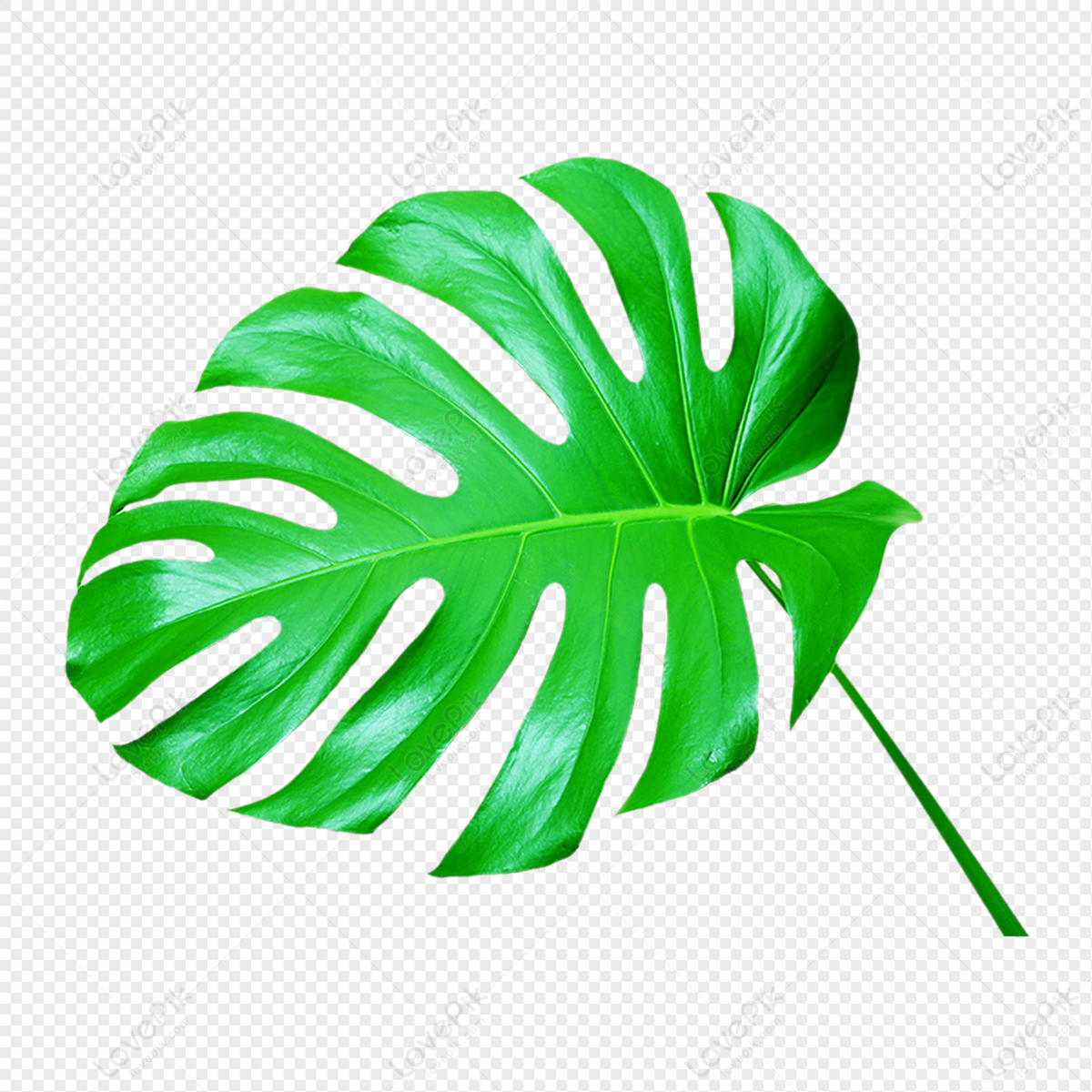 Vegetable Leaves PNG Images With Transparent Background | Free Download ...