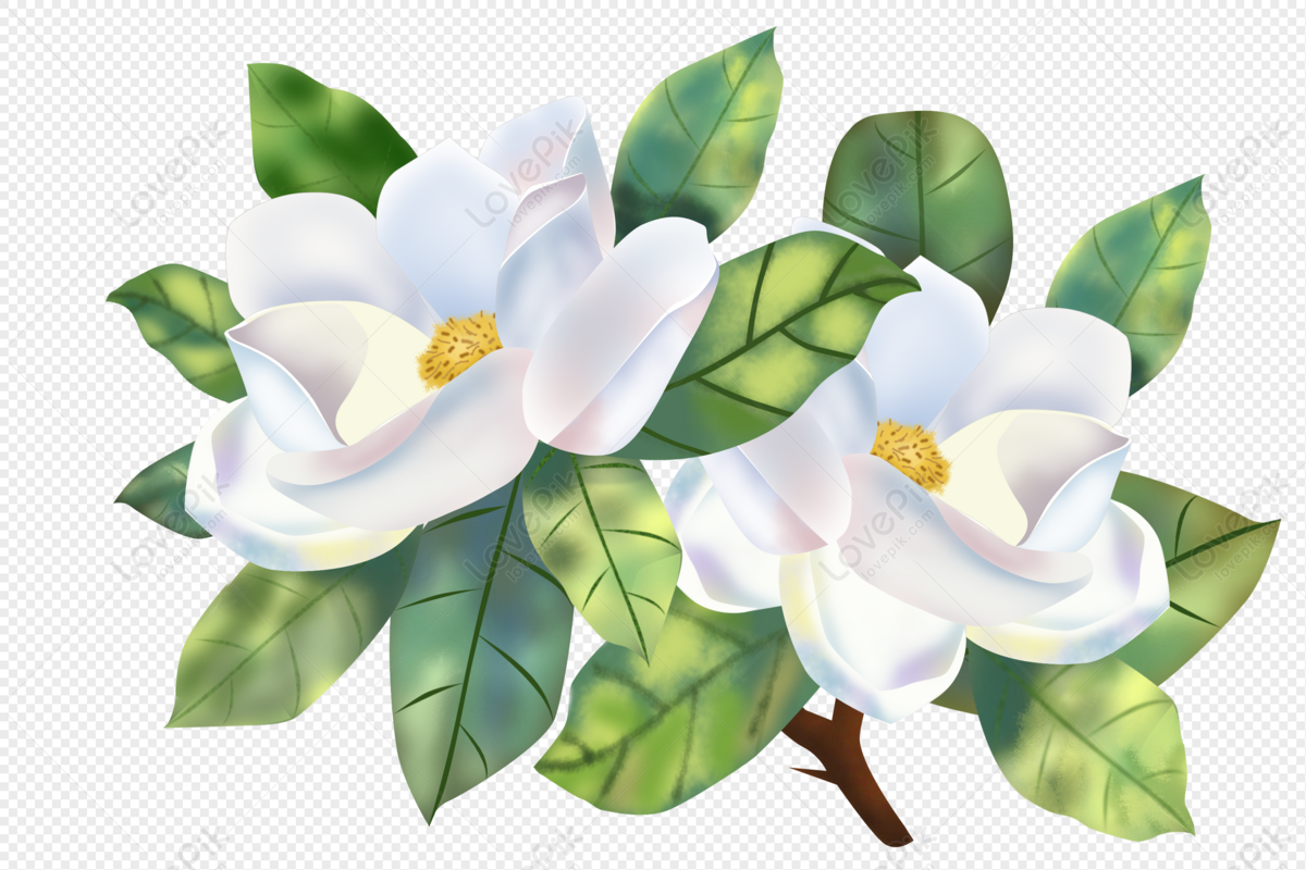 Elemento Libre De Flores De Gardenia Blanco Pintado A Mano PNG Imágenes  Gratis - Lovepik