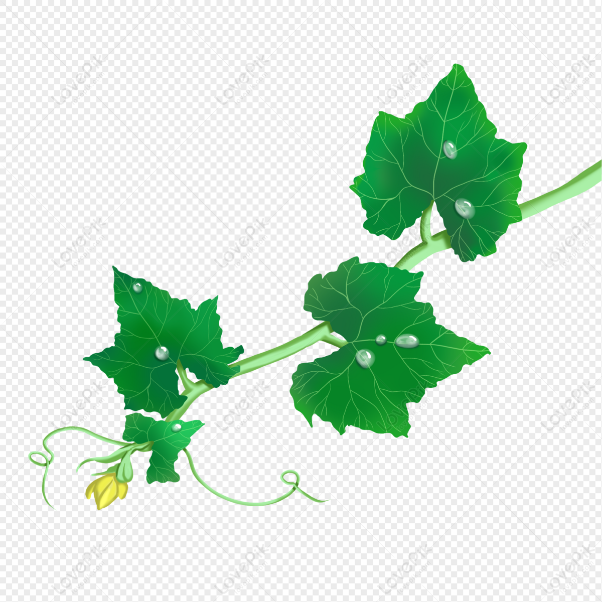 Green Leaf With Water Drops, Drop, Water Leaves, Material PNG Transparent  Background And Clipart Image For Free Download - Lovepik