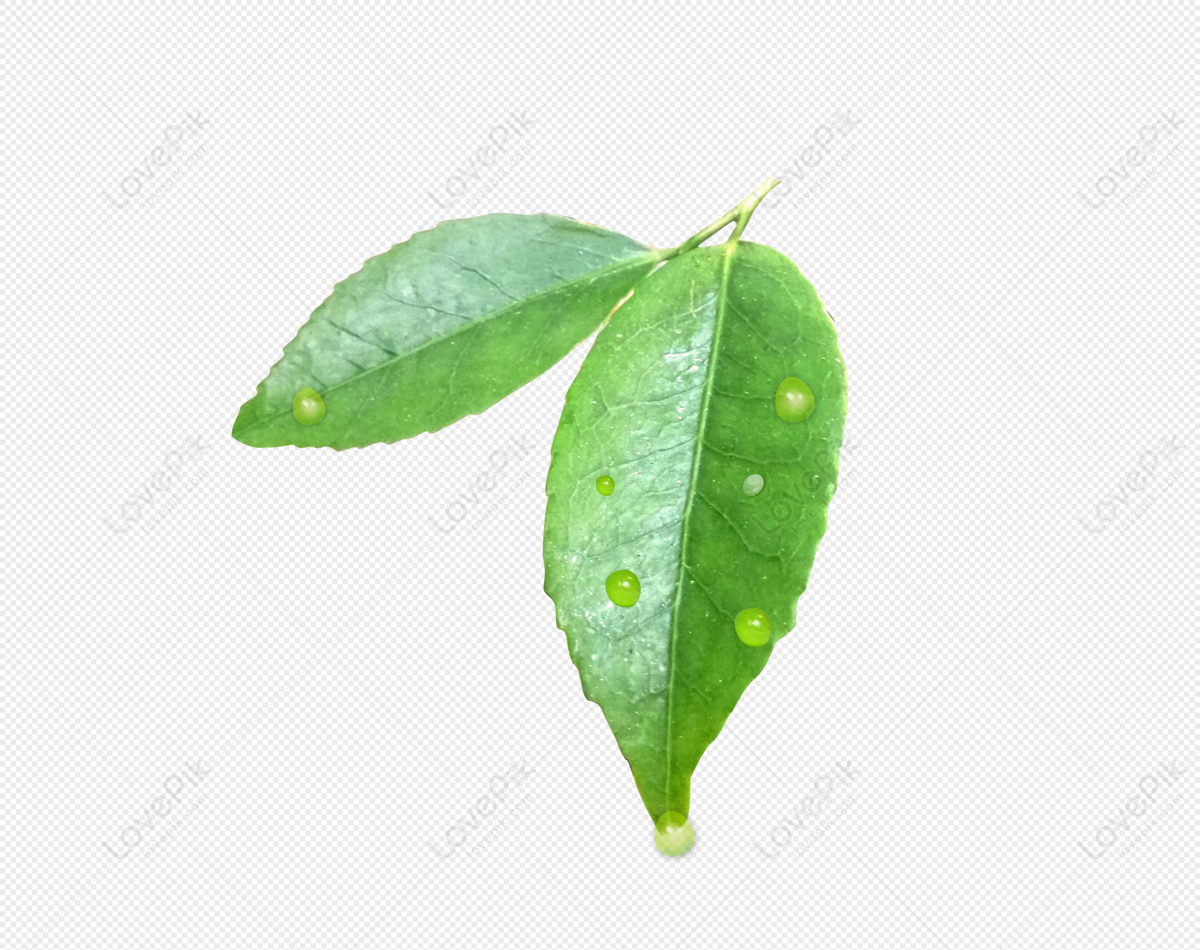 Green Leaf With Water Drops, Drop, Water Leaves, Material PNG Transparent  Background And Clipart Image For Free Download - Lovepik