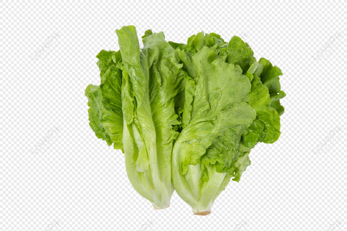 lechuga png