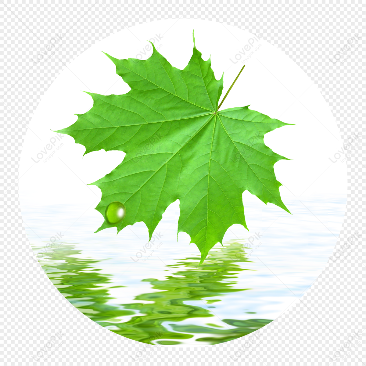 Green Leaf With Water Drops, Drop, Water Leaves, Material PNG Transparent  Background And Clipart Image For Free Download - Lovepik