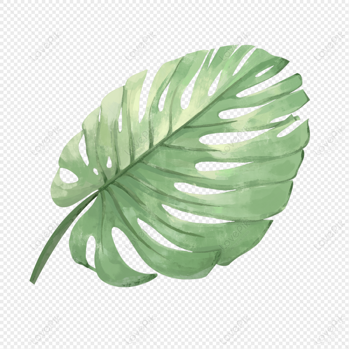 a-leaf-hand-drawn-leaves-leaf-pictures-plant-png-image-free-download