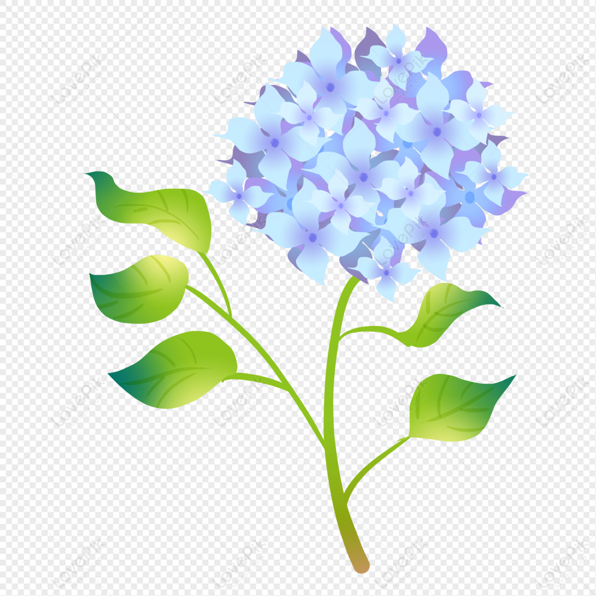 Ý nghĩa hoa cẩm tú cầu - Loài hoa đến từ thiên đường