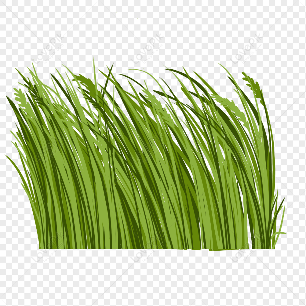 Grass PNG Transparent Image And Clipart Image For Free Download - Lovepik |  401496157
