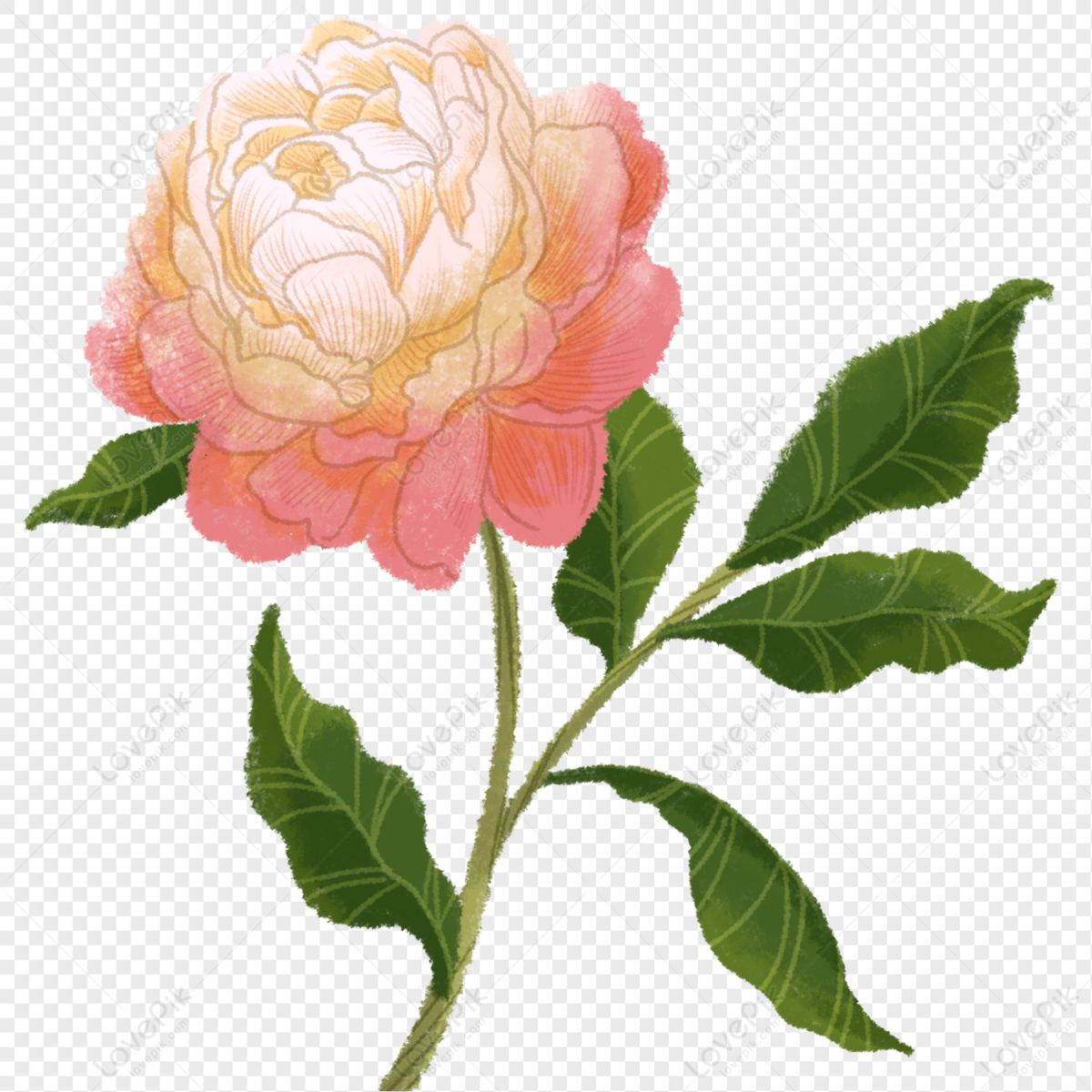 Hand Drawn Peony PNG Picture And Clipart Image For Free Download ...