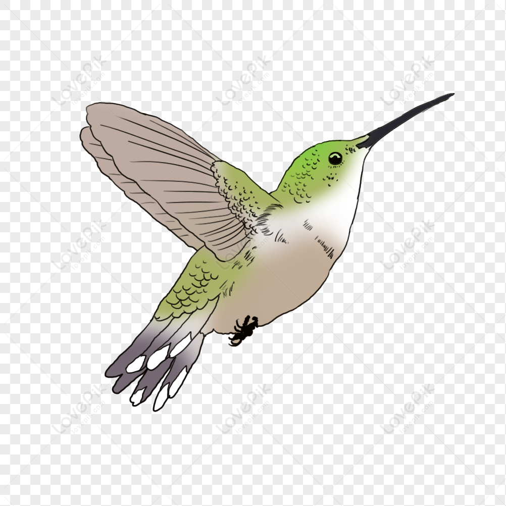 Hummingbird PNG Transparent Image And Clipart Image For Free Download -  Lovepik | 401492177