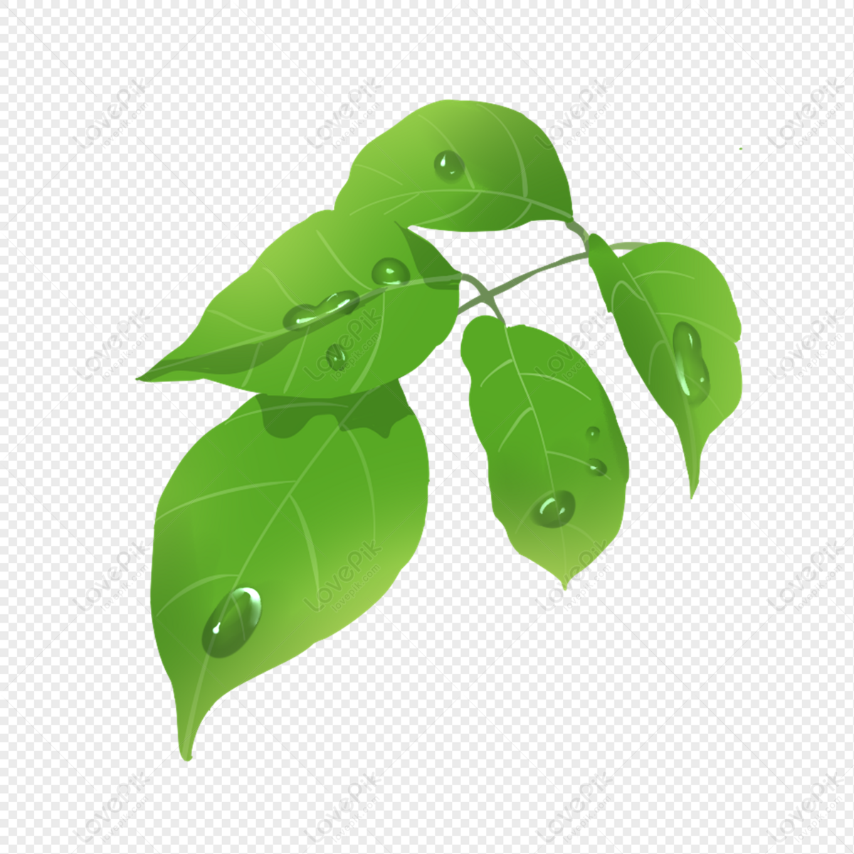 Leaf Water Droplets, Leaves, Water Drops, Plants PNG Hd Transparent ...