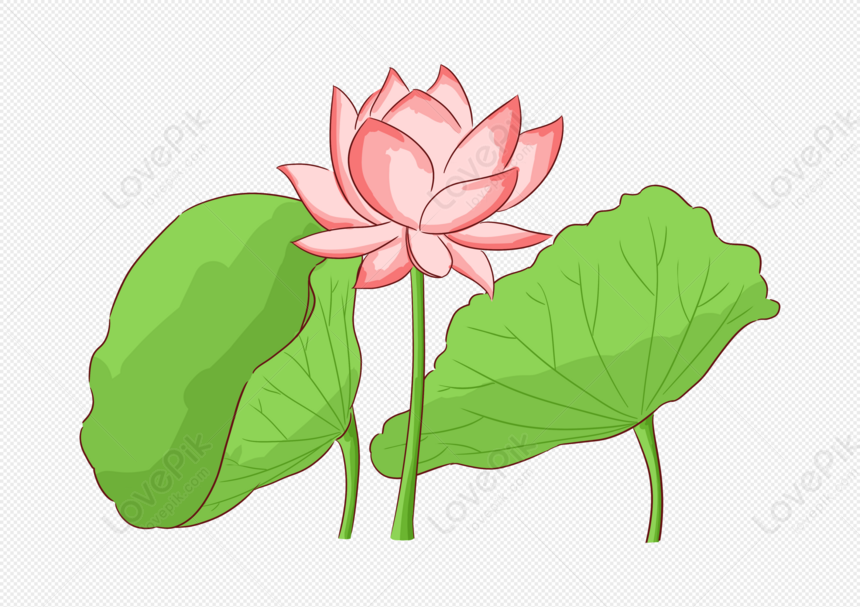 Lotus Flower Illustration Aesthetic Picture PNG Transparent Background ...