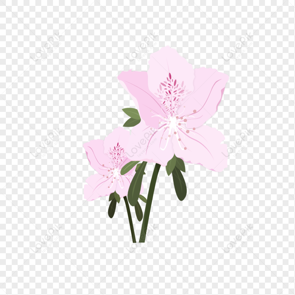 Rhododendron PNG Transparent And Clipart Image For Free Download ...