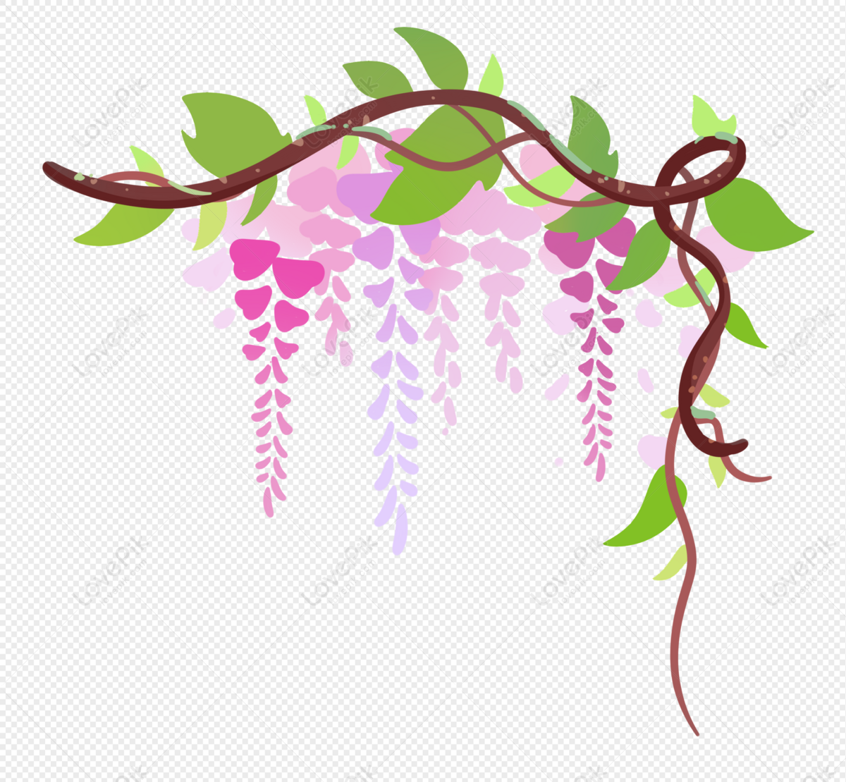 wisteria drawing clipart