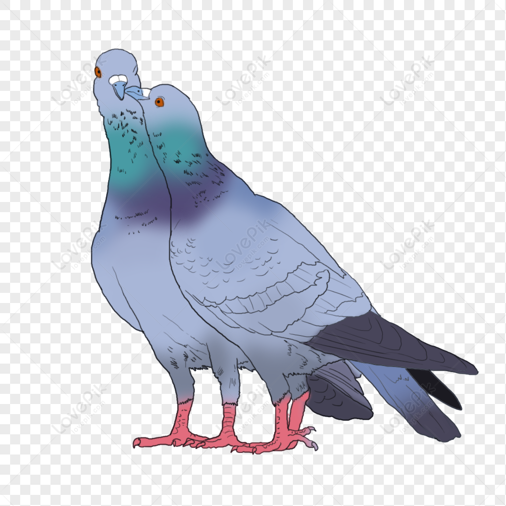 Carrier Pigeon Images, HD Pictures For Free Vectors Download 
