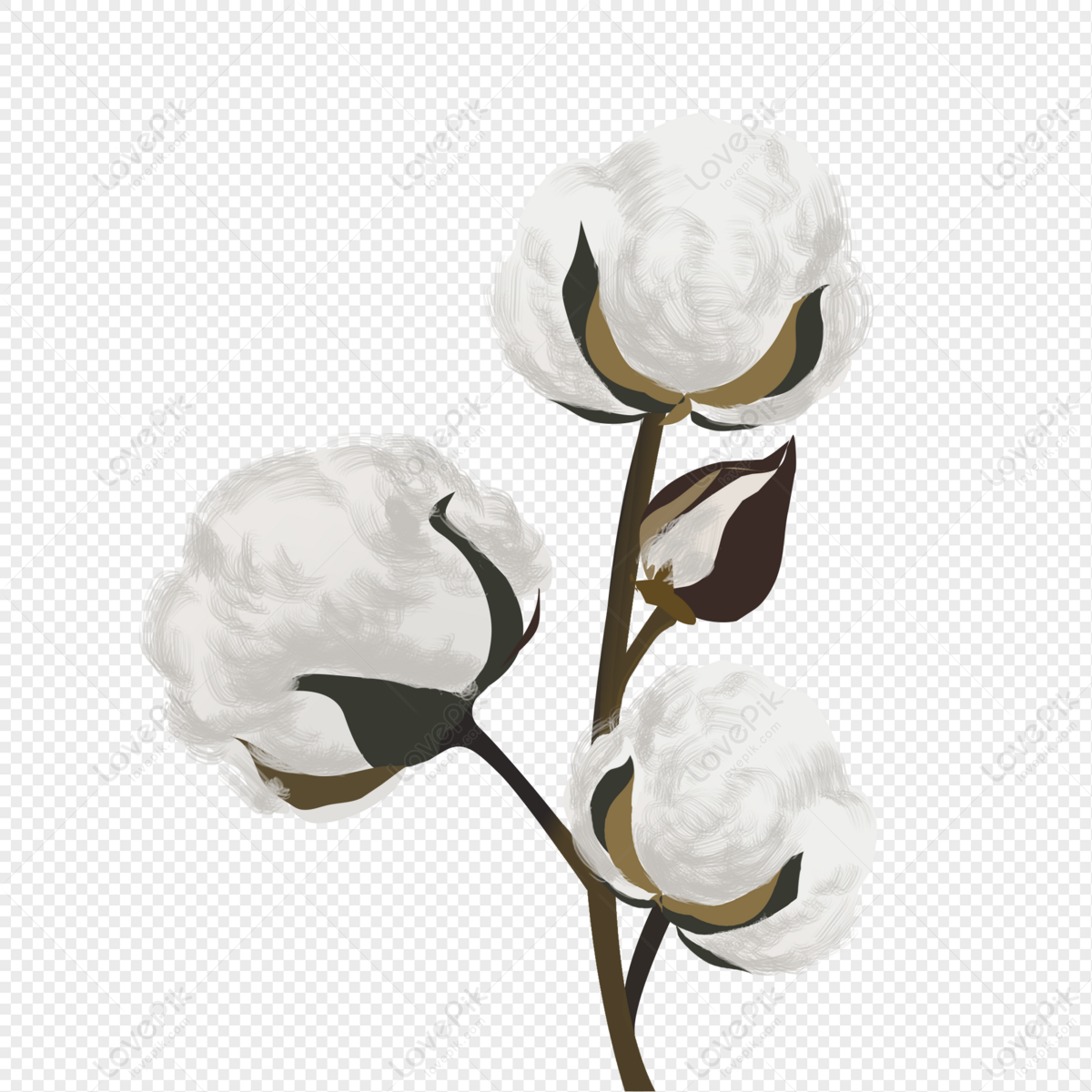 Cotton PNG Image And Clipart Image For Free Download - Lovepik | 401531208