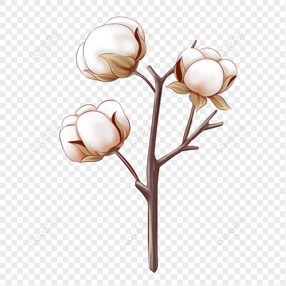 Cotton PNG White Transparent And Clipart Image For Free Download ...