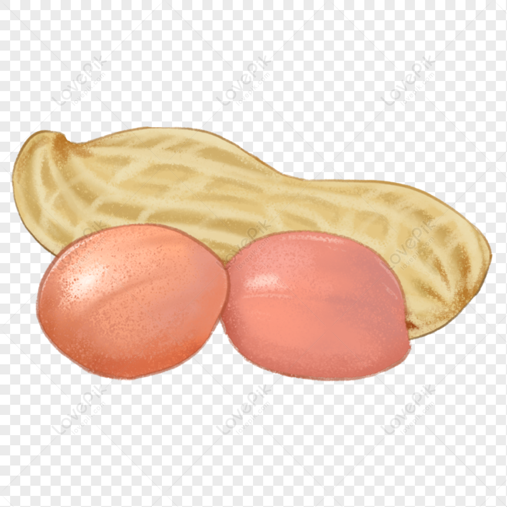 free nut clipart