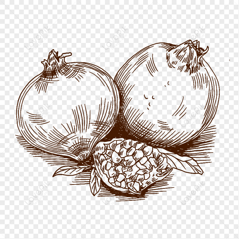 Seed Drawing PNG Images With Transparent Background | Free Download On ...