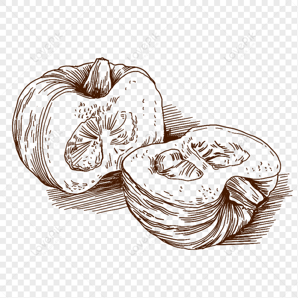 Pumpkin Chestnut Pumpkin Vegetable Line Drawing Fresh Delicious Png 